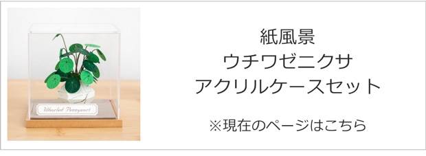 ウチワゼニクサ