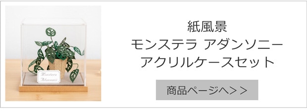 モンステラ