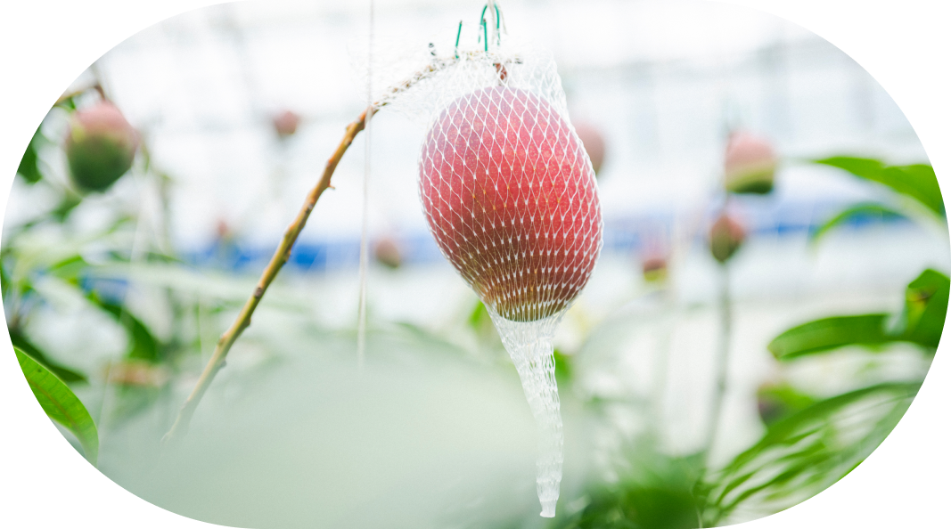 スライドイメージ