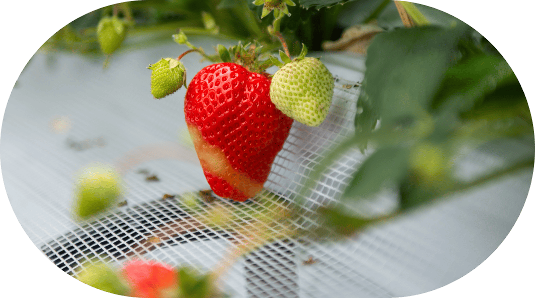 スライドイメージ