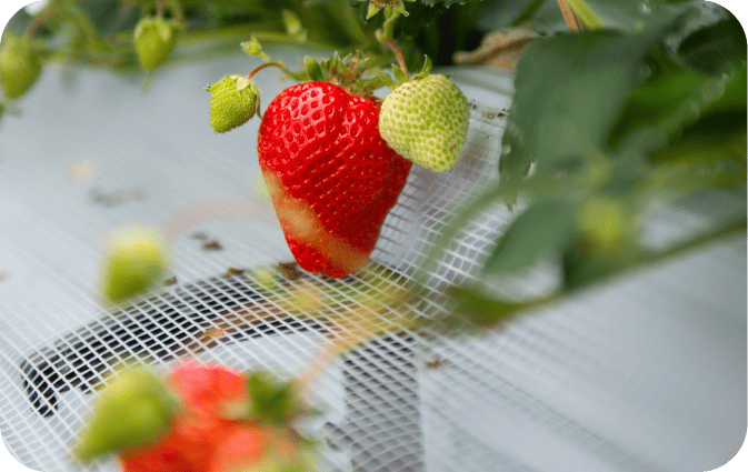 リンゴコレクション