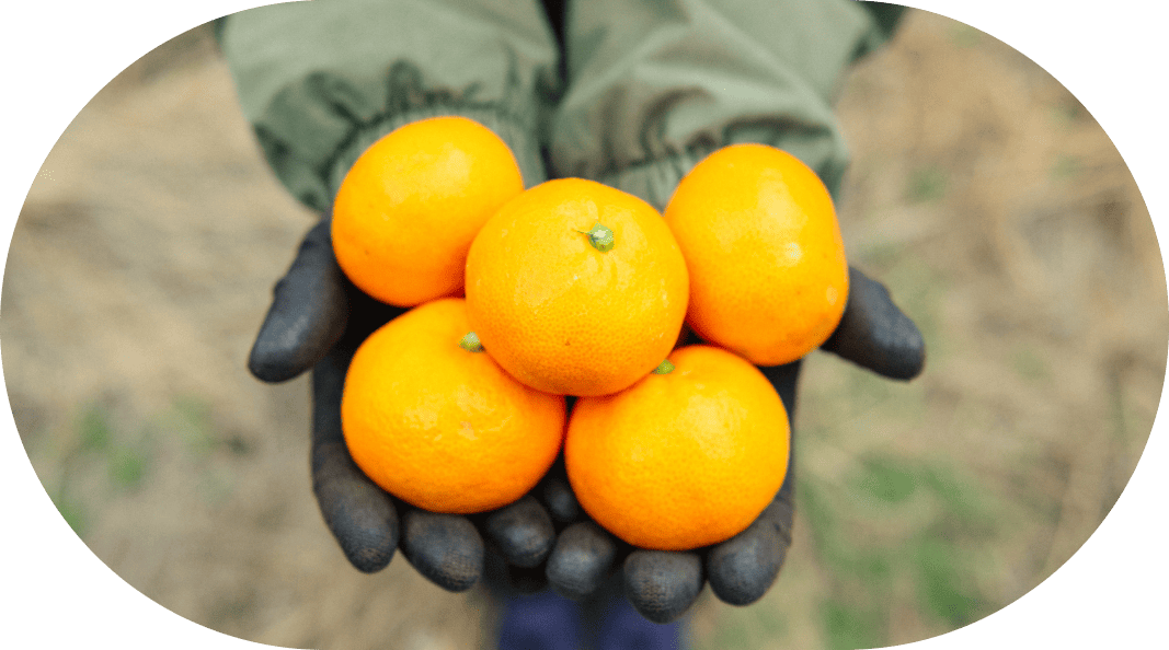 未使用 Dita ディータ 幻想鏡花水月(柑橘） 未使用 Dita ディータ 幻想