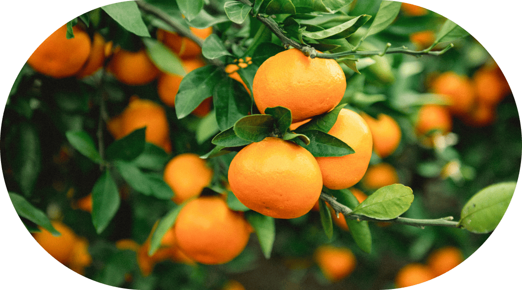 スライドイメージ