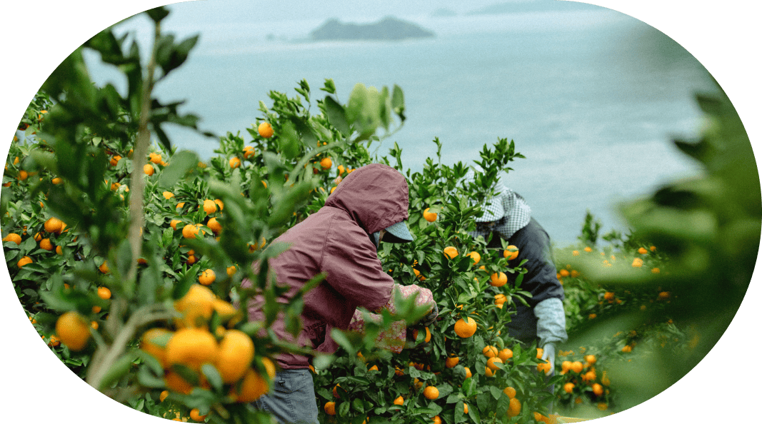 スライドイメージ