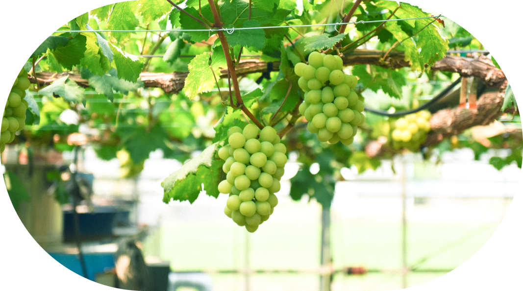 スライドイメージ