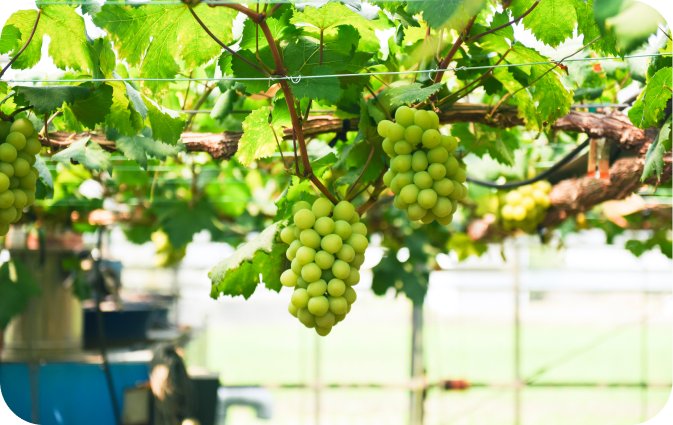 ライチコレクション