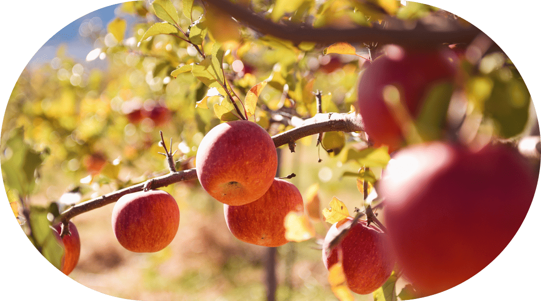 Fruits Series | フェルナンダ公式オンラインストア/FERNANDA SEE MORE