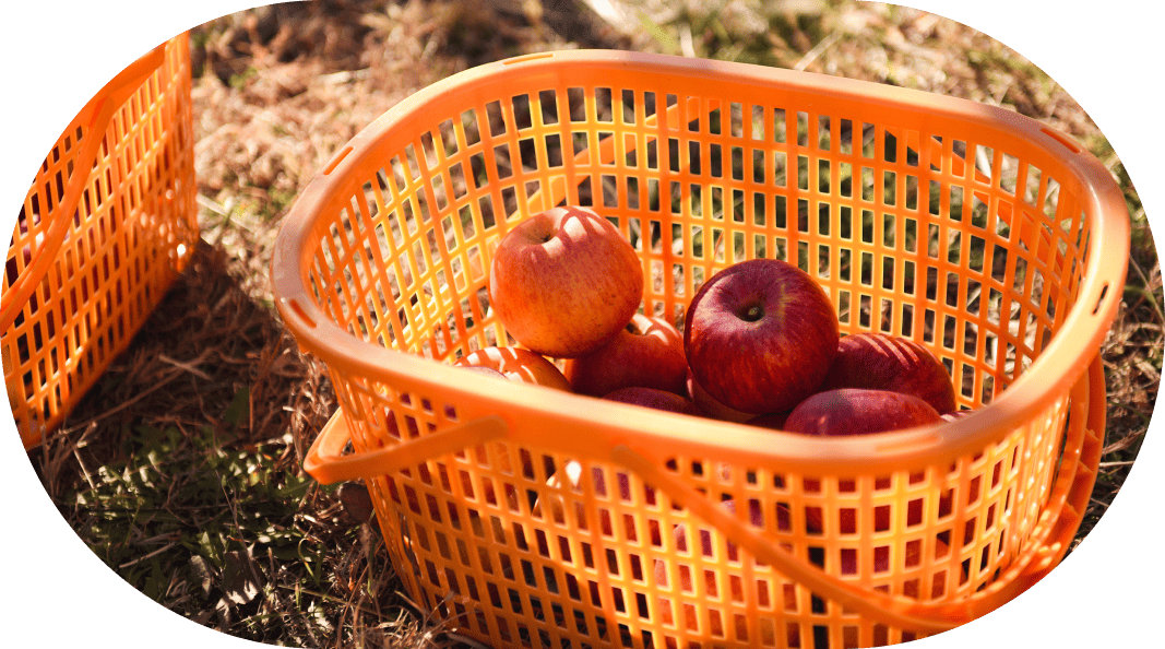 Fruits Series | フェルナンダ公式オンラインストア/FERNANDA SEE MORE