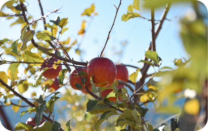 リンゴコレクション