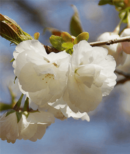 白妙桜