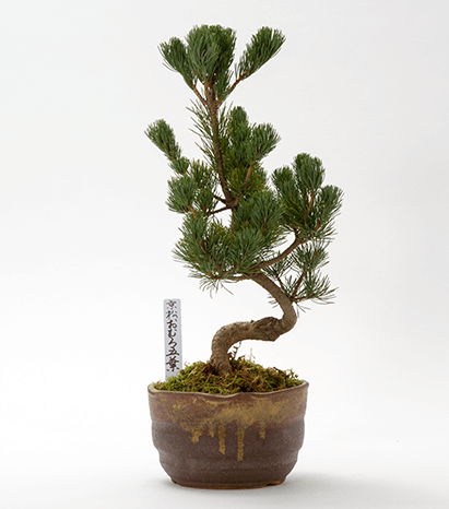 Kyoto Mini-BONSAI Series Kyoto Japanese Pine