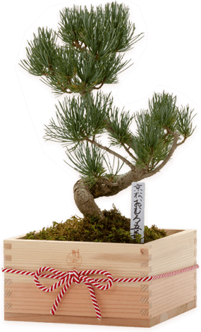 OMURO Bonsai(Pine) Special wooden box