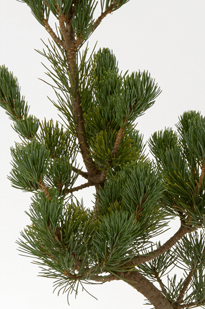 Kyoto Mini-BONSAI Series Kyoto Japanese Pine