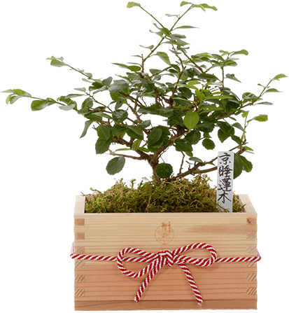 Kyoto Kitayama-Sugi(Japanese cedar)Special Wooden Box