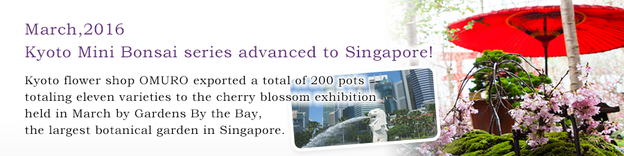 March,2016 Kyoto Mini Bonsai series advanced to Singapore! Kyoto flower shop OMURO exported a total of 200 pots totaling eleven varieties to the cherry blossom exhibition held in March by Gardens By the Bay,the largest botanical garden in Singapore.