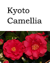 kyoto camellia