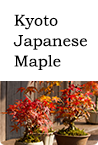 kyoto japanese maple