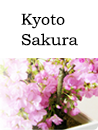 kyoto sakura