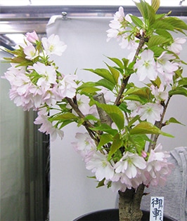Mikurumagaeshi Sakura