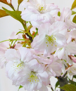 Taoyame Sakura