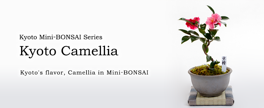 Kyoto Mini-BONSAI Series Kyoto Camellia