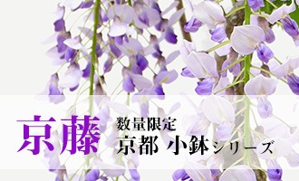 胡蝶蘭専門の京都花室おむろ 宅配やフラワーギフト通販対応