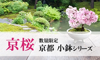 京都小鉢シリーズ 京桜 趣はそのままに、小鉢で味わう世界遺産「京都仁和寺」の御室桜
