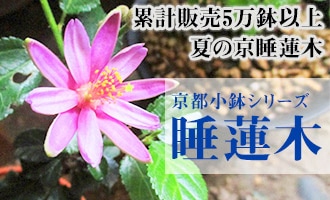 胡蝶蘭専門の京都花室おむろ 宅配やフラワーギフト通販対応