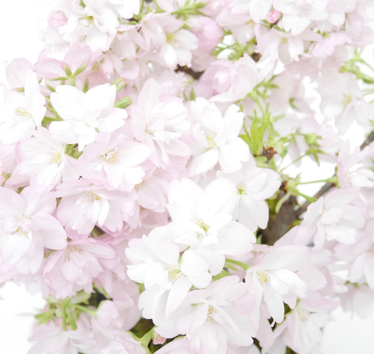 花独自技術で開花調整をした、オリジナル仕立ての桜盆栽