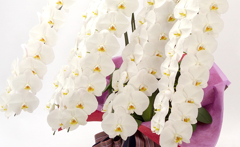 京都花室おむろが誇る、最上級胡蝶蘭
