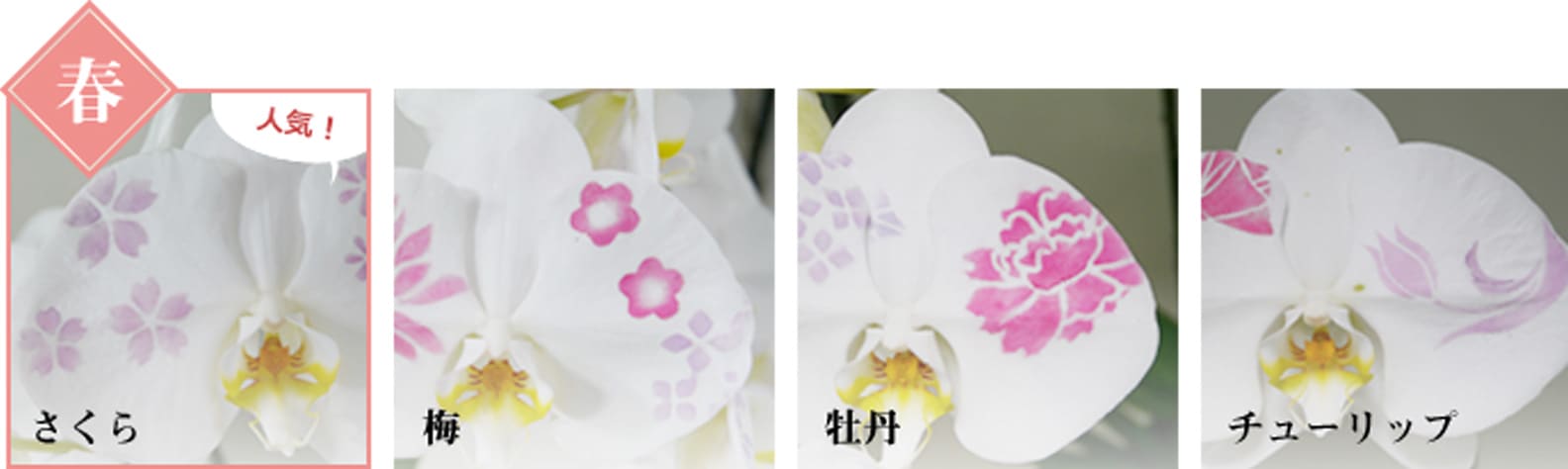 春　手染め胡蝶蘭、模様の種類