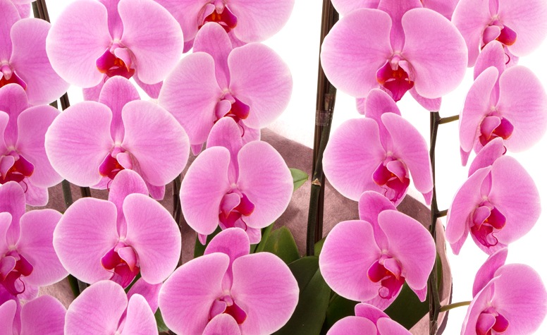 かわいいピンク色の胡蝶蘭