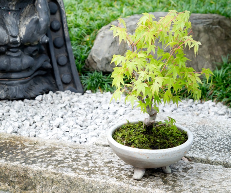 ミニ盆栽通販】京紅葉｜小品盆栽の通販なら京都花室おむろ