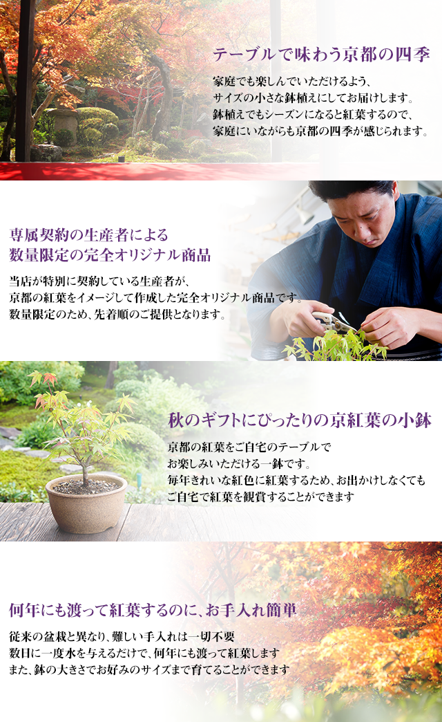 京都小鉢シリーズ 京紅葉 京都花室おむろ