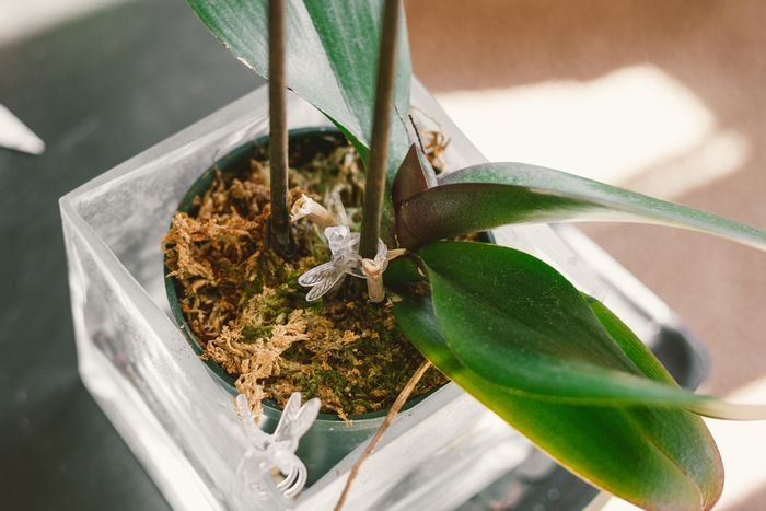 胡蝶蘭の基本的な育て方：葉焼けの対処法