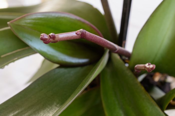 胡蝶蘭の基本的な育て方：低温障害の対処法