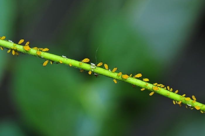 胡蝶蘭の育て方 葉の病気 26 変色 26 葉焼け 26 害虫の基本的な対処法