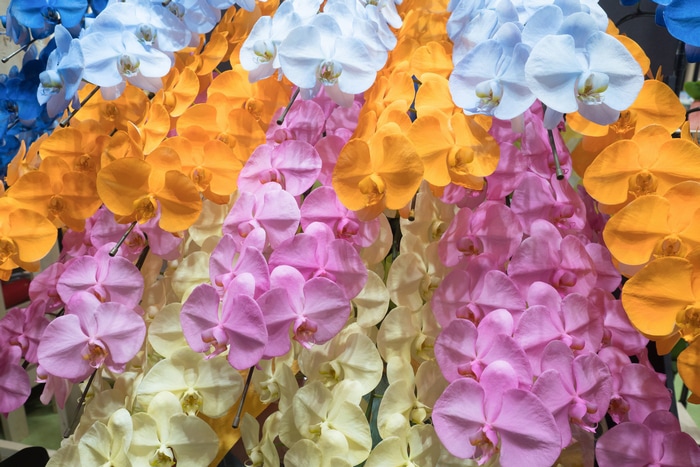 胡蝶蘭をお祝いで贈る時の色別に合わせた選び方を解説