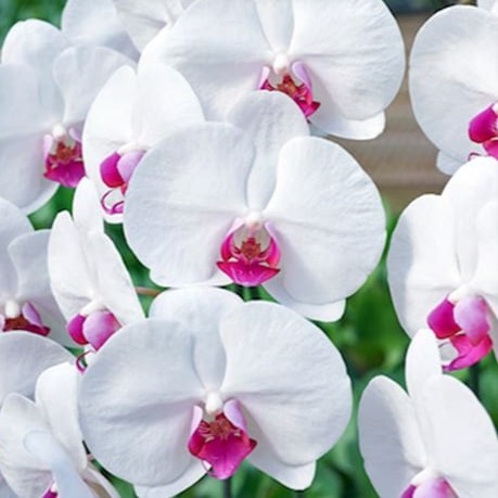 赤リップの白い胡蝶蘭