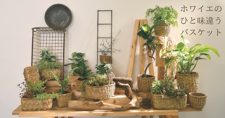 バスケットの中に植物が入っている