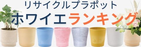 リサイクルプラポット横一列に並べた