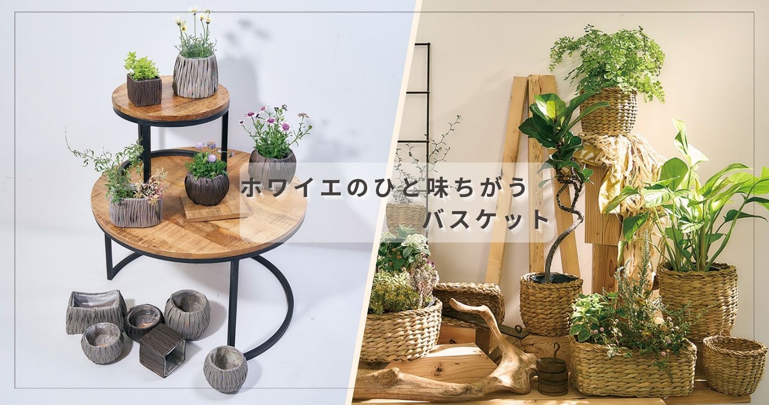 ホワイエのひと味ちがうバスケット｜観葉植物や花を飾ったおしゃれな鉢カバー・バスケットのディスプレイ