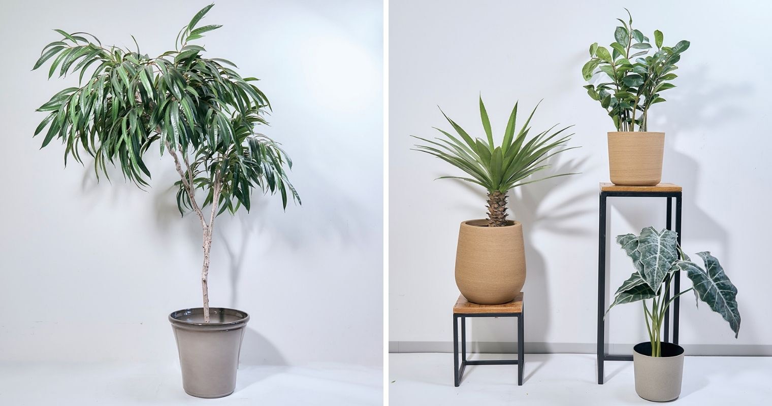 左側に背の高い大型観葉植物の鉢植え、右側にスタンドや台を用いて高さを変えて配置した複数の観葉植物ディスプレイの比較
