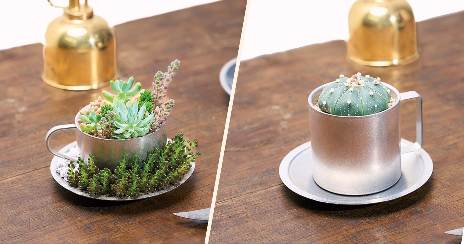 カップとソーサに穴をあけて、植物を植えている