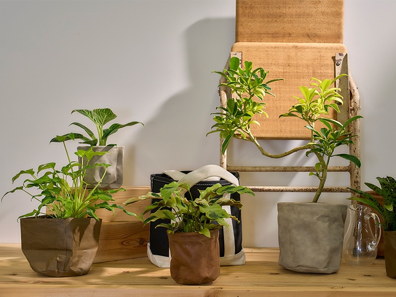 布製の鉢カバーに鉢植えが入っている様子