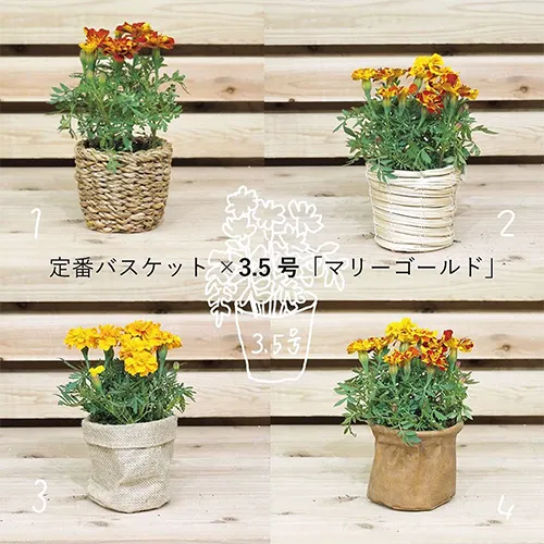 植物は同じだけど鉢を変えた画像が4つ
