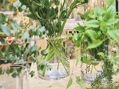 明るい室内でポリカにグリーン