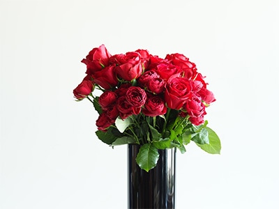 黒のポリカーボネートに赤いばらの花