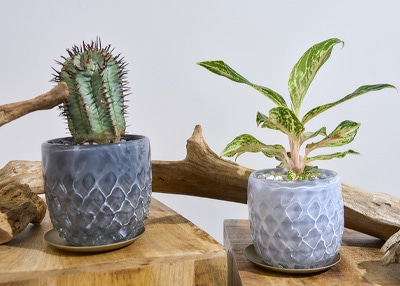 ガラスの植木鉢が2つサボテンと観葉植物入り