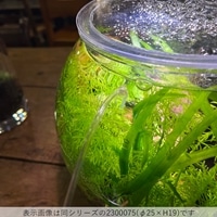 観葉植物との組み合わせ例